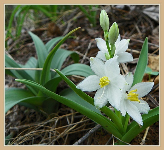 گندمی موسلی